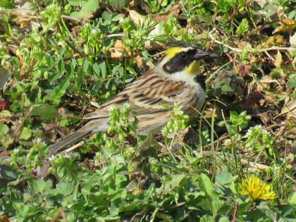 ミヤマホオジロ