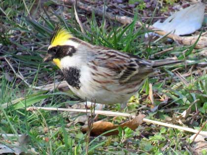 ミヤマホオジロ