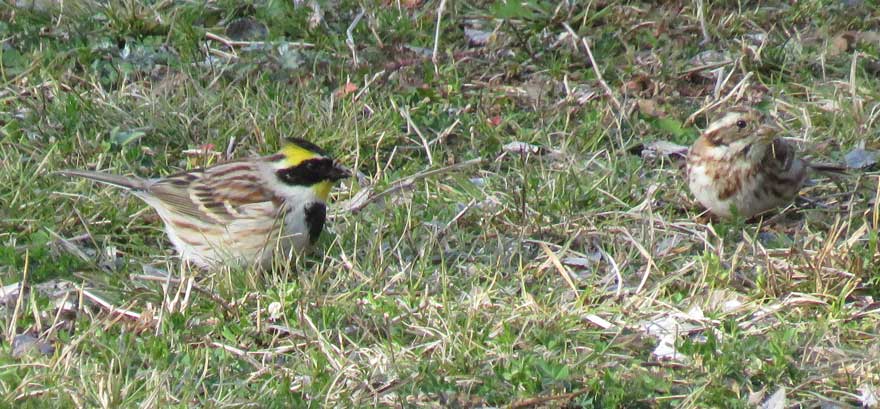 ミヤマホオジロ