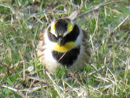 ミヤマホオジロ