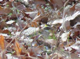 ミヤマホオジロ