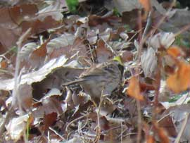 ミヤマホオジロ