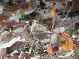 ミヤマホオジロ