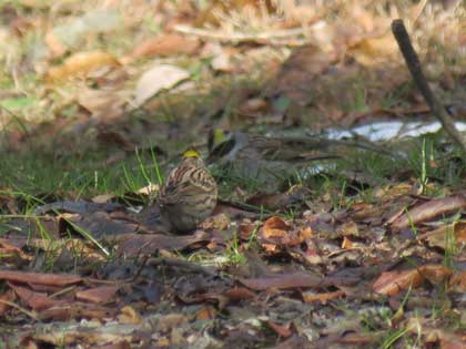 ミヤマホオジロ