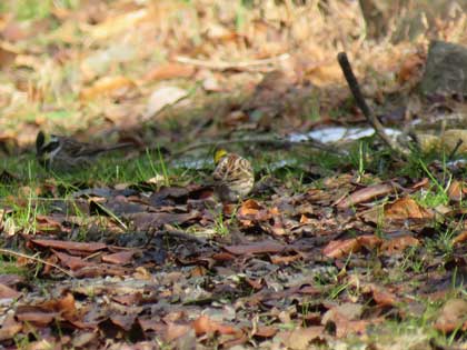 ミヤマホオジロ