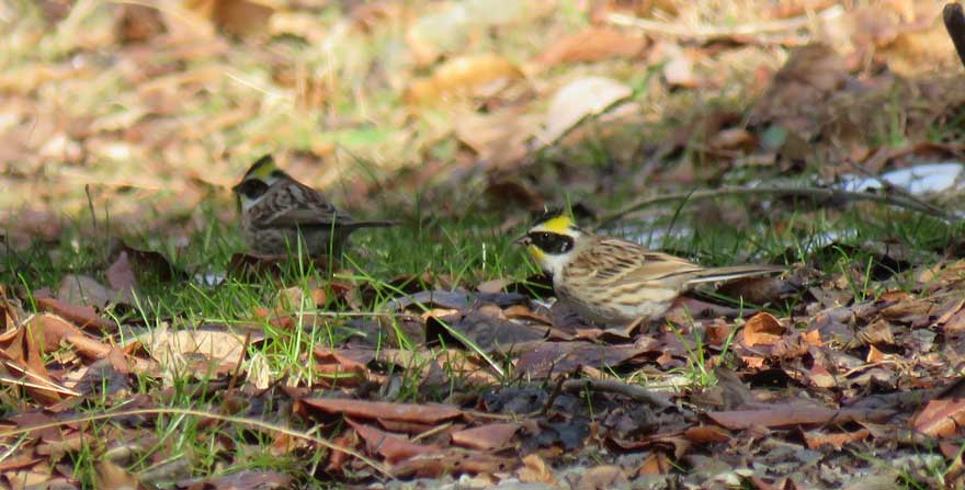 ミヤマホオジロ