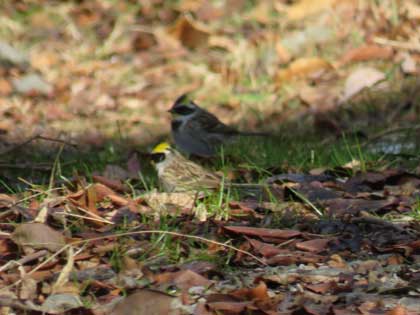 ミヤマホオジロ