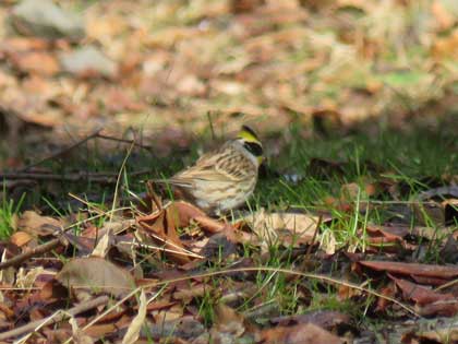 ミヤマホオジロ