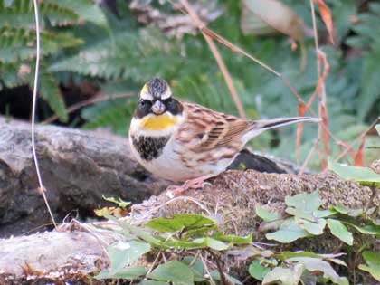 ミヤマホオジロ