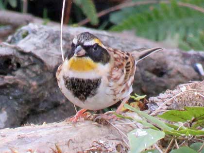 ミヤマホオジロ