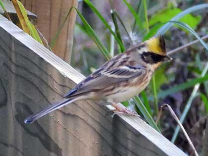 ミヤマホオジロ