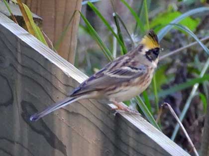 ミヤマホオジロ