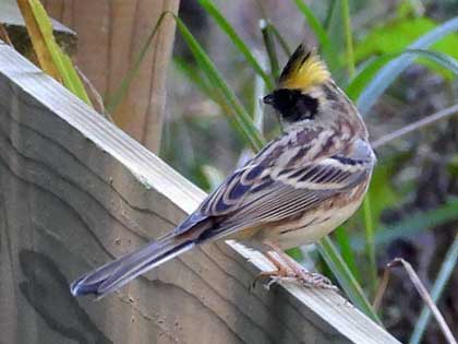 ミヤマホオジロ