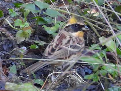 ミヤマホオジロ