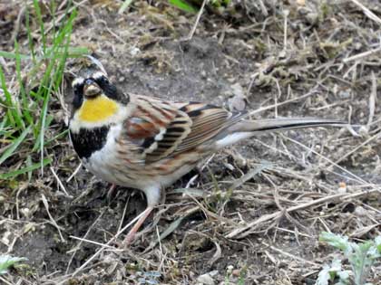 ミヤマホオジロ