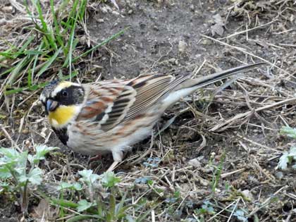 ミヤマホオジロ