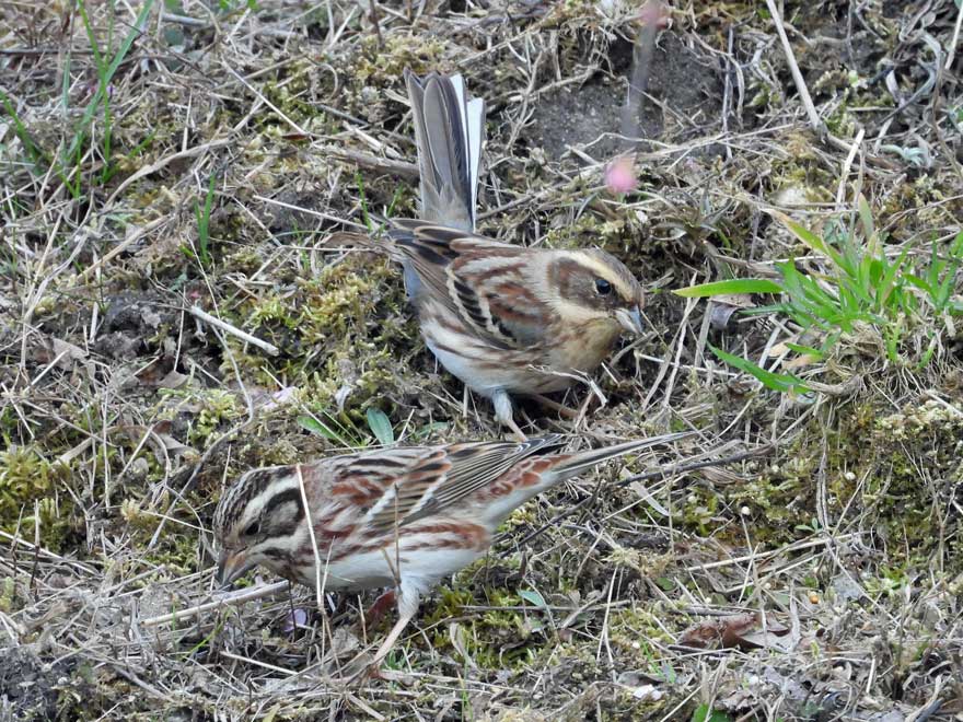 ミヤマホオジロ