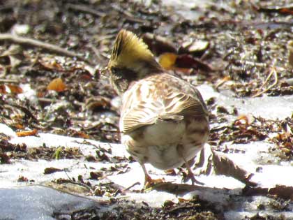 ミヤマホオジロ