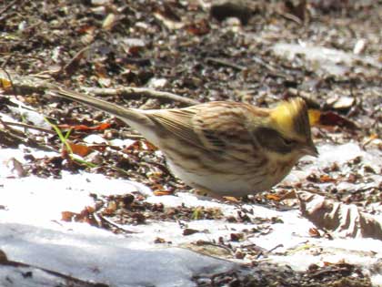 ミヤマホオジロ