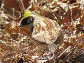 ミヤマホオジロ