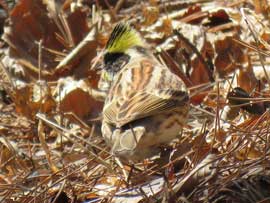 ミヤマホオジロ