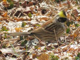 ミヤマホオジロ