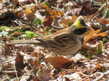 ミヤマホオジロ