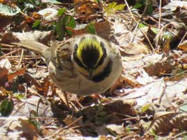 ミヤマホオジロ