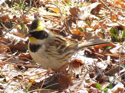 ミヤマホオジロ