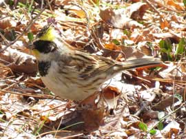 ミヤマホオジロ