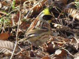 ミヤマホオジロ