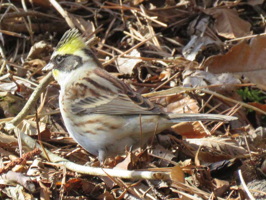 ミヤマホオジロ