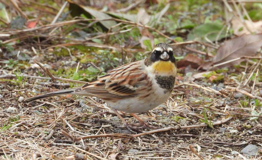 ミヤマホオジロ