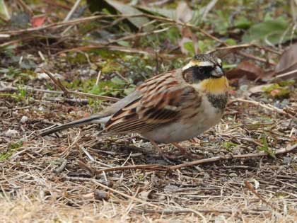 ミヤマホオジロ