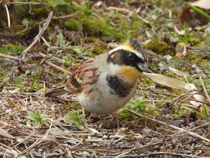 ミヤマホオジロ