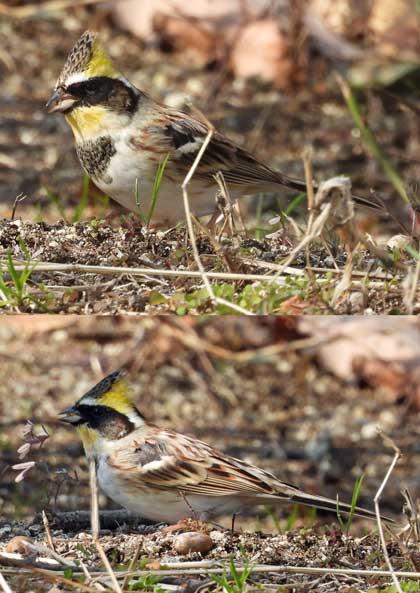 ミヤマホオジロ