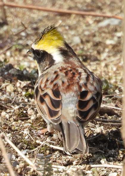 ミヤマホオジロ