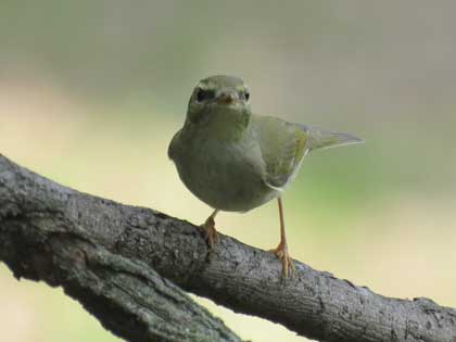 メボソムシクイ