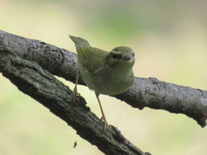 メボソムシクイ