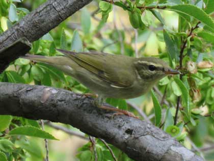 メボソムシクイ