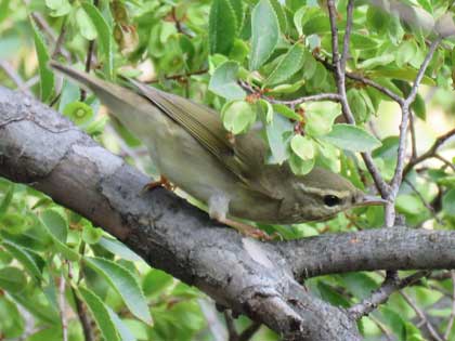 メボソムシクイ