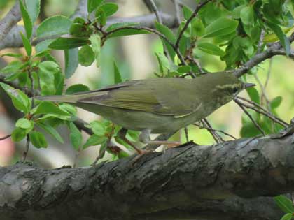 メボソムシクイ