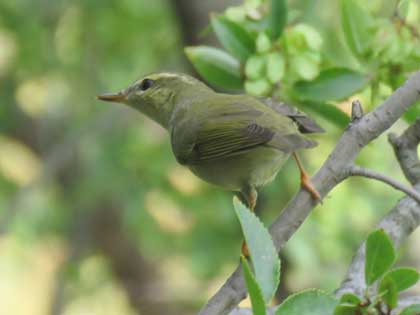 メボソムシクイ