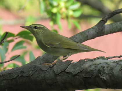 メボソムシクイ