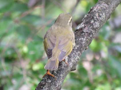 メボソムシクイ