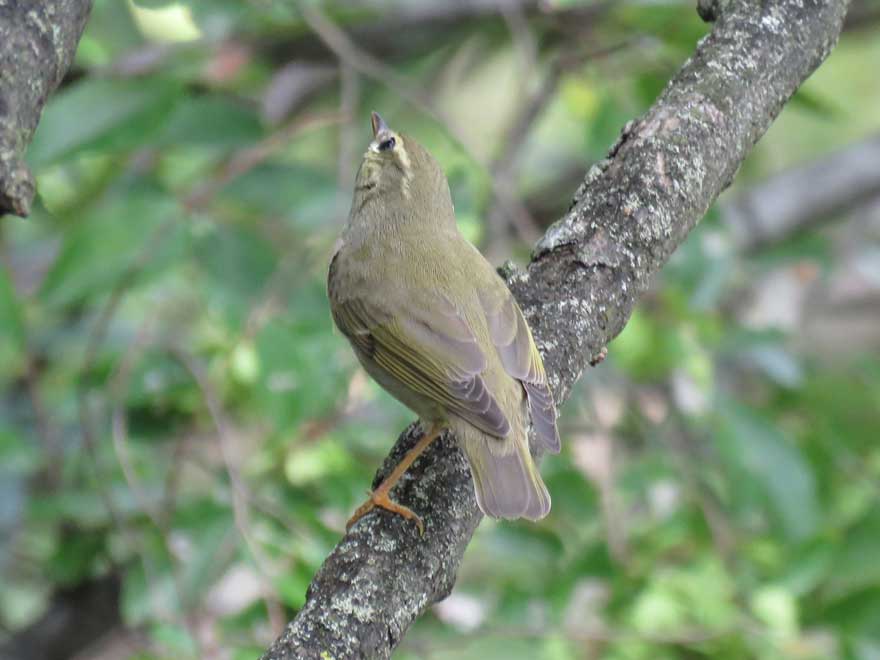 メボソムシクイ