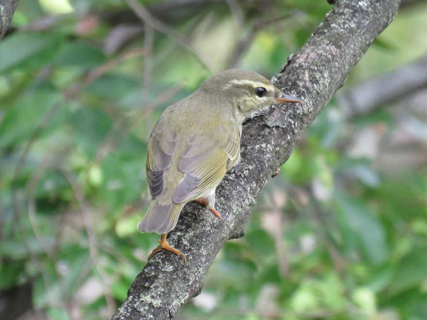 メボソムシクイ