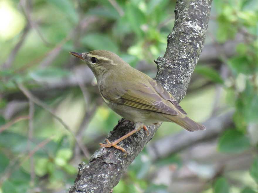 メボソムシクイ