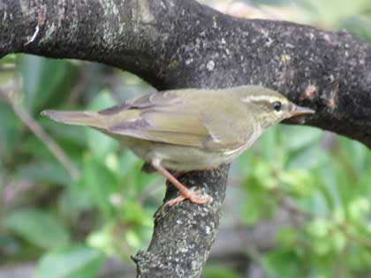 メボソムシクイ