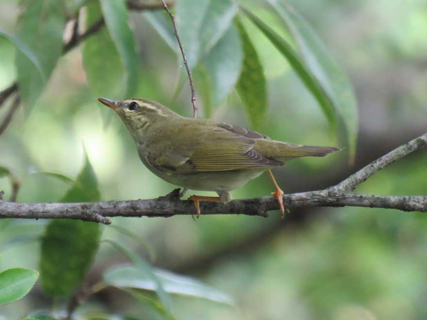 メボソムシクイ